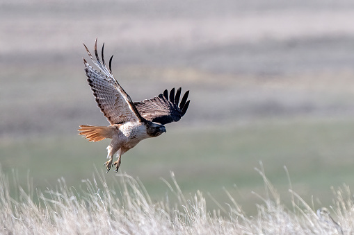 Red tailed hawk taking flight on ranch land prairie of central Montana in northwestern United States of America (USA).