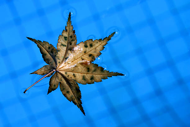 feuille de flottant - winter close up nature macro photos et images de collection