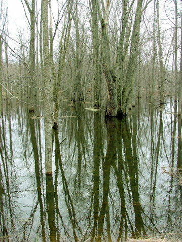 A flooded river plain showing submerged trees by the river.