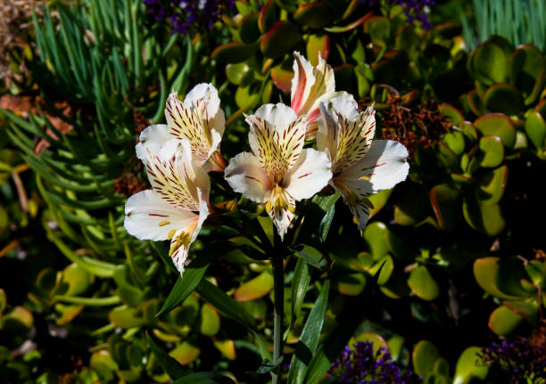 Beautiful Peruvian Lily flower blooms in a California garden. stock photo