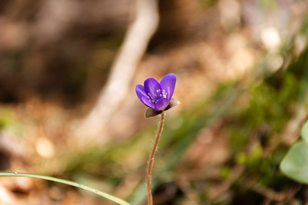 istock Early spring flower violet common hepatica close-up on blurred background. 1395436230