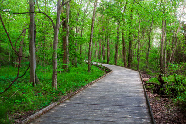 istock Dirt pathway in the forest with lush green trees and leaves 1395436373