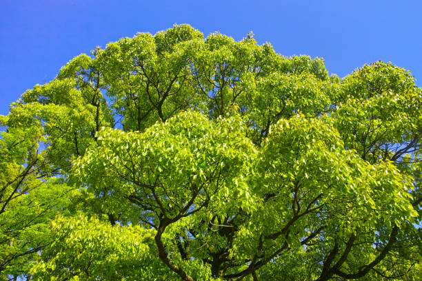 istock Fresh green forest shining with blue sky and sunlight 1395437136