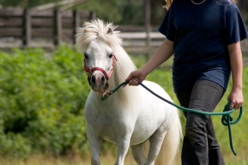 Crop of a white pony or miniature horse being led by a young person.