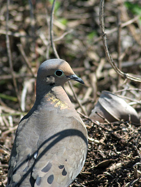 Where/Pigeon stock photo