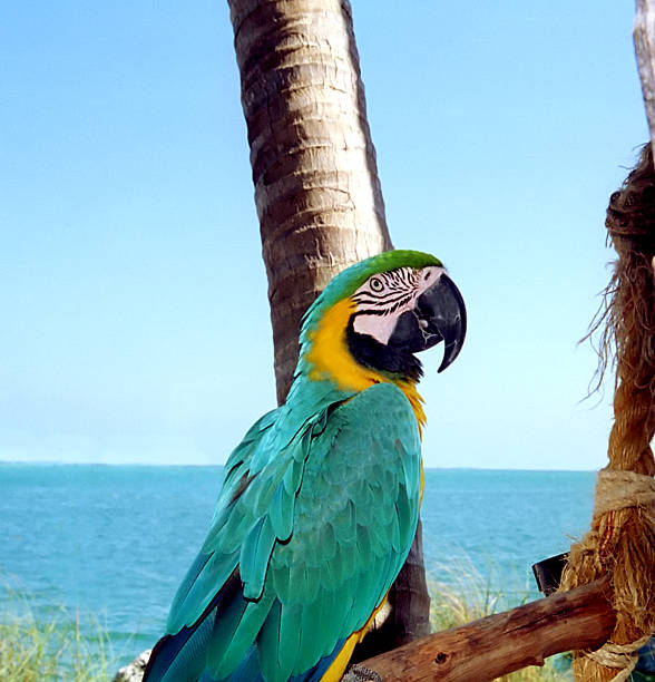 Key West Parrot stock photo