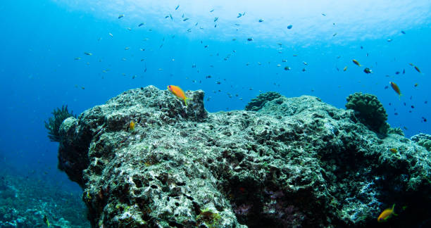 istock Hard coral underwater with small fish marine life with ray light 1395439797