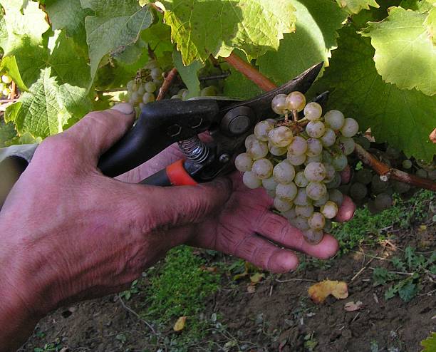 harvesting grapes stock photo