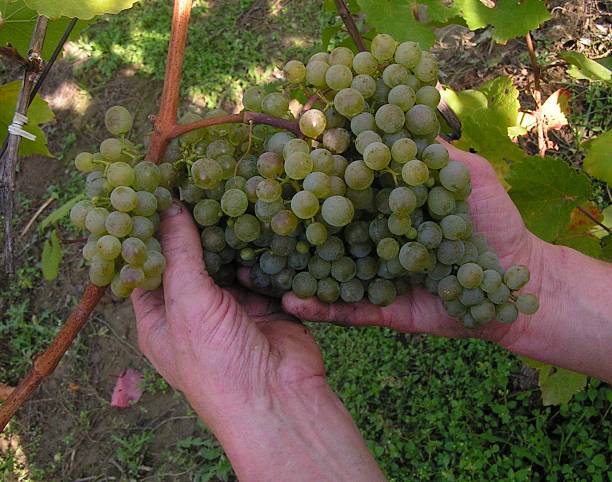 harvesting grapes stock photo