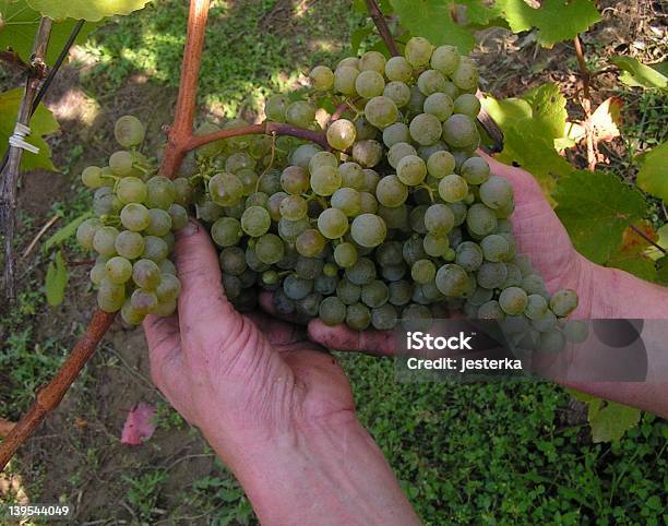 Zbiory Winogron - zdjęcia stockowe i więcej obrazów Fotografika - Fotografika, Horyzontalny, Jesień