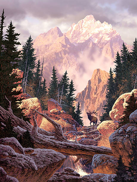 Wapiti Image from an original painting by Larry Jacobsen.(AF-026) bull pine stock pictures, royalty-free photos & images
