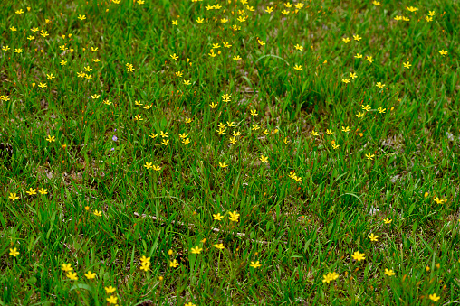 field with yellow, fresh flowers