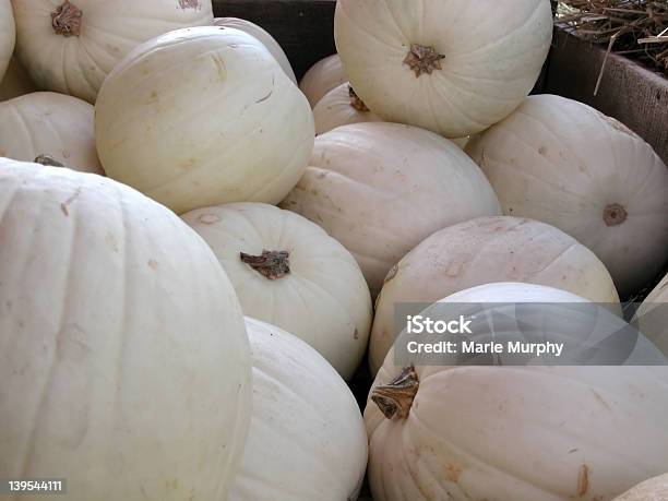 Pumpkins 화이트 Billy Casper에 대한 스톡 사진 및 기타 이미지 - Billy Casper, 가을, 개성-개념