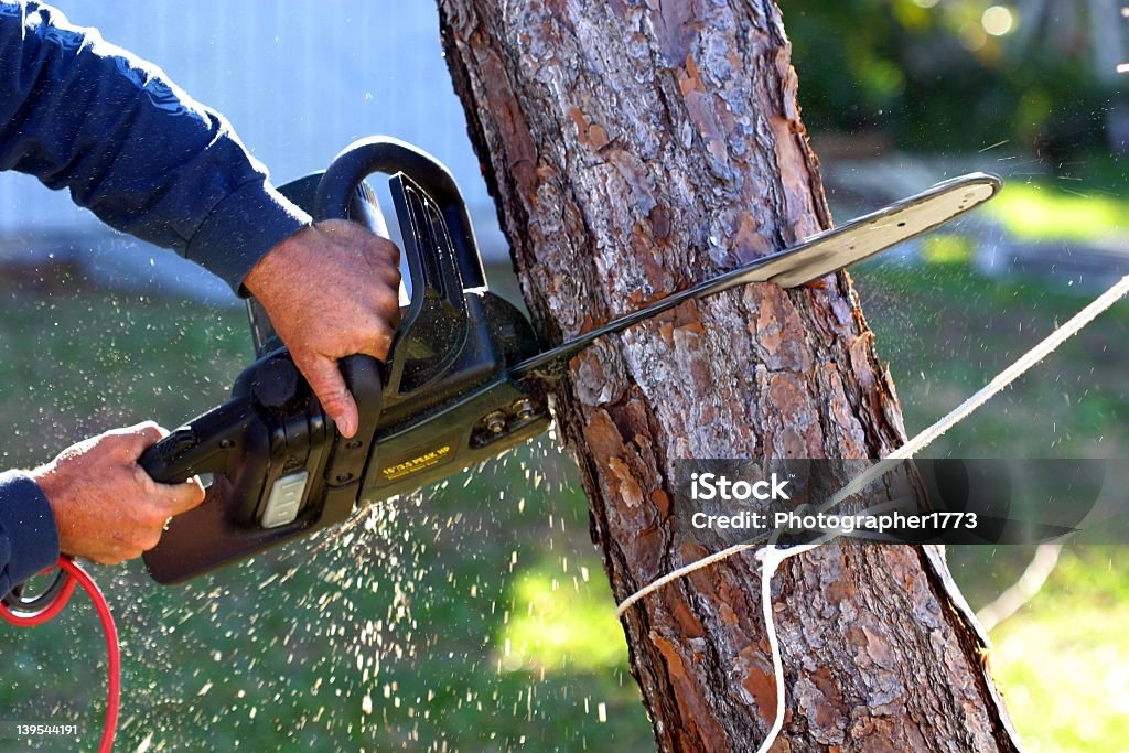 A set of hands using a chainsaw on a tree trunk An electric chainsaw is being used to cut down a tree that was killed by a hurricane in Florida. Tree Stock Photo