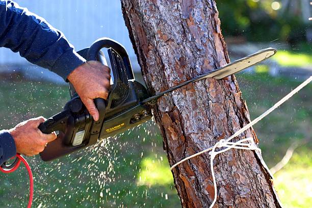 A set of hands using a chainsaw on a tree trunk An electric chainsaw is being used to cut down a tree that was killed by a hurricane in Florida. tree removal stock pictures, royalty-free photos & images