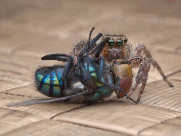 istock close up jumping spider eat fly prey 1395442064