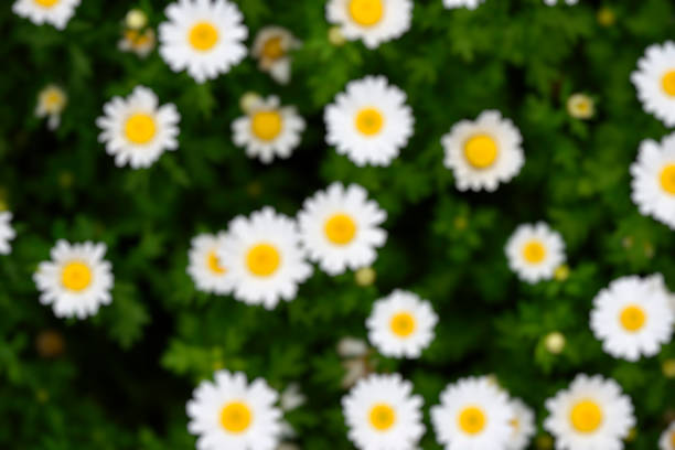 Lots of defocused glowing Daisies in full bloom.