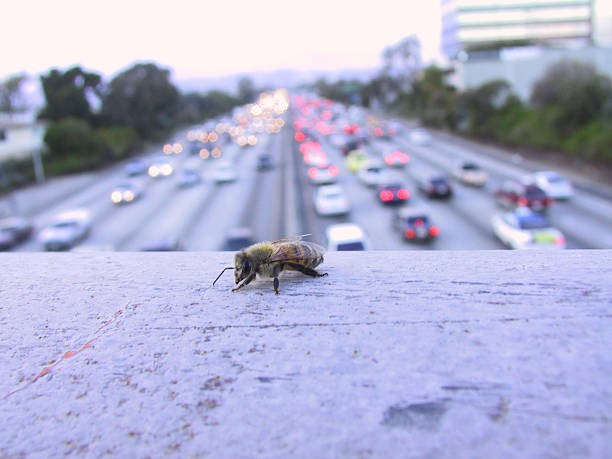 Lone Bee in Concrete Jungle of Los Angeles Single Bee on Bridge Overpass of the 405 in Los Angeles highway 405 photos stock pictures, royalty-free photos & images
