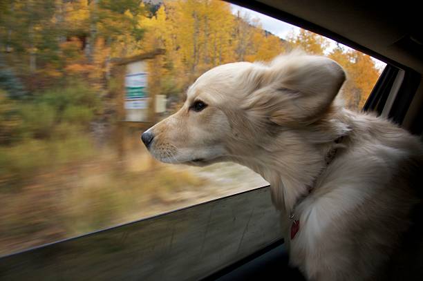 Golden retriever puppy with her