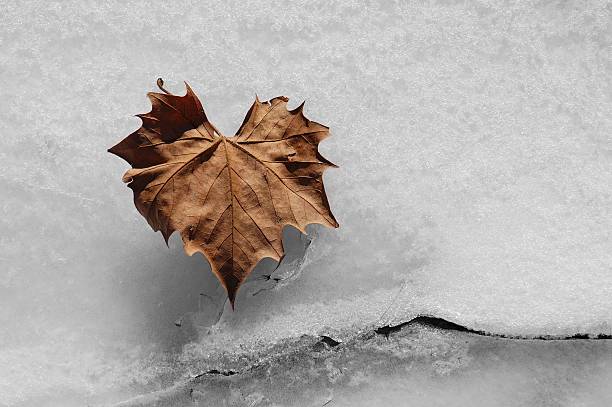 caído corazón - heart shape snow ice leaf fotografías e imágenes de stock