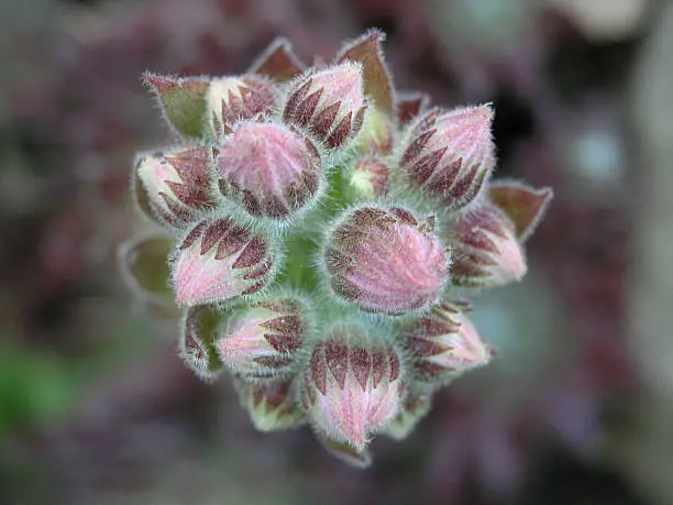 Unusual cluster of buds, looks like a sempervivum