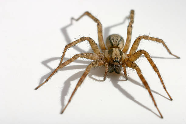 istock Close up of Spider 139544679