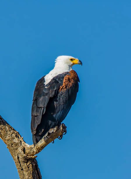 istock The African Fish Eagle (Haliaeetus vocifer)  is a large species of eagle that is found throughout sub-Saharan Africa wherever large bodies of open water occur that have an abundant food supply. 1395447734