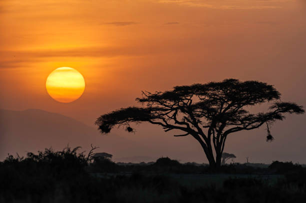 Sunrise at Amboseli National Park in Kenya with trees and Mount Kilimanjaro. stock photo