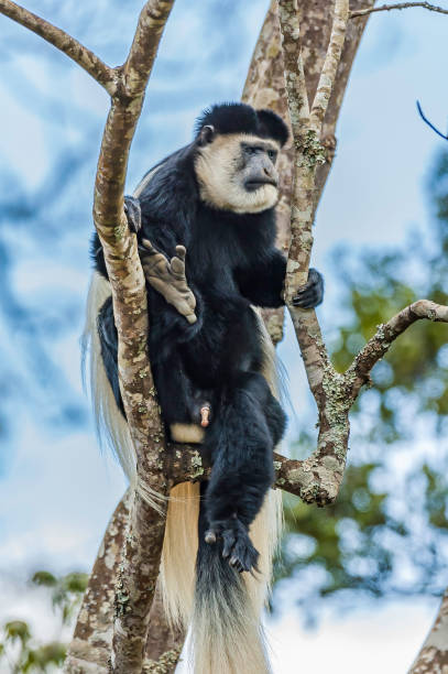 black-and-white colobus (or colobi) are old world monkeys of the genus colobus, native to africa. colobus guereza or the eastern black and white colobus. in the aberdare national park of kenya. - colobo preto e branco oriental imagens e fotografias de stock