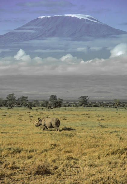 nosorożec czarny (diceros bicornis) to gatunek nosorożca. w parku narodowym amboseli w kenii i stojąc przed kilimandżaro w tanzanii. rzadki widok jako nosorożce nie są już spotykane. wymarły w amboseli. - bicornis zdjęcia i obrazy z banku zdjęć