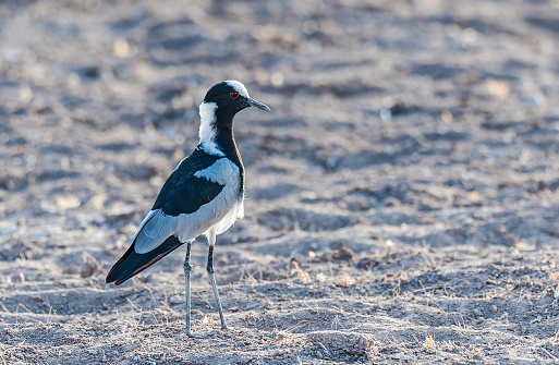 The Blacksmith Lapwing or Blacksmith Plover (Vanellus armatus) occurs commonly from Kenya through central Tanzania to southern and southwestern Africa.  Amboseli National Park, Kenya. Charadriiformes.