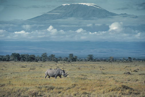 The black rhinoceros or hook-lipped rhinoceros (Diceros bicornis) is a species of rhinoceros, native to eastern and southern Africa. In Amboseli National Park, Kenya and standing in front of Mount Kilimanjaro in Tanzania. Rare view as Rhinos are now no longer found in Amboseli. Extinct in Amboseli.