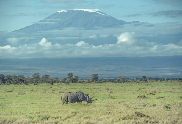 The black rhinoceros or hook-lipped rhinoceros (Diceros bicornis) is a species of rhinoceros, native to eastern and southern Africa. In Amboseli National Park, Kenya and standing in front of Mount Kilimanjaro in Tanzania. Rare view as Rhinos are now no longer found in Amboseli. Extinct in Amboseli. el rinoceronte negro o rinoceronte de labios de gancho (diceros bicornis) es una especie de rinoceronte. en el parque nacional de amboseli, kenia y de pie frente al monte kilimanjaro en tanzania. rara vista como rinocerontes ya no se encuentran,. extinto e