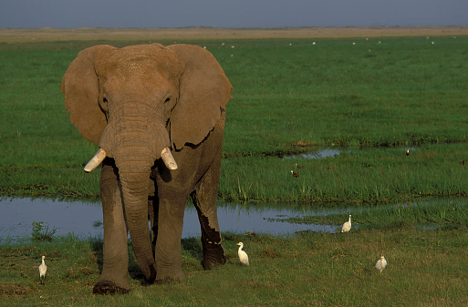 The African bush elephant or African savanna elephant (Loxodonta africana) is the larger of the two species of African elephant. Amboseli National Park, Kenya. By the Amboseli swamp.