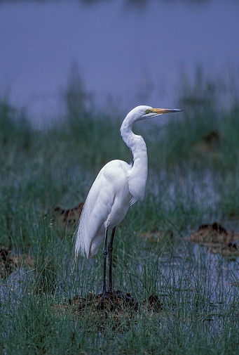 The great egret (Ardea alba), also known as the common egret, large egret, or  great white egret or great white heron is a large, widely distributed egret. Found in Amboseli National Park, Kenya. Pelecaniformes.