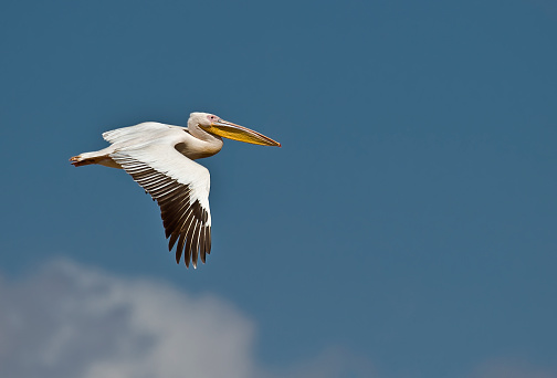 A pelican on a transparent background