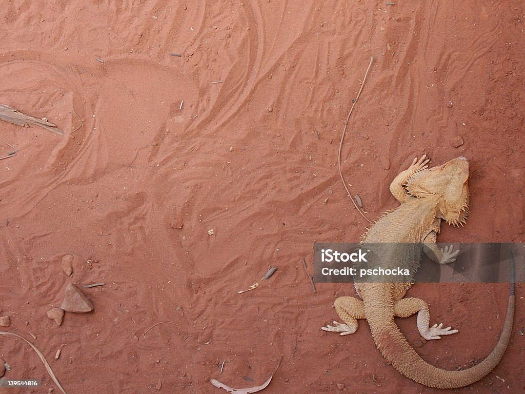 Lagarto (do dragão barbudo - Foto de stock de Animal selvagem royalty-free