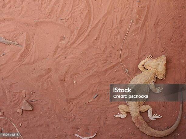 Foto de Lagarto Do Dragão Barbudo e mais fotos de stock de Animal selvagem - Animal selvagem, Areia, Austrália