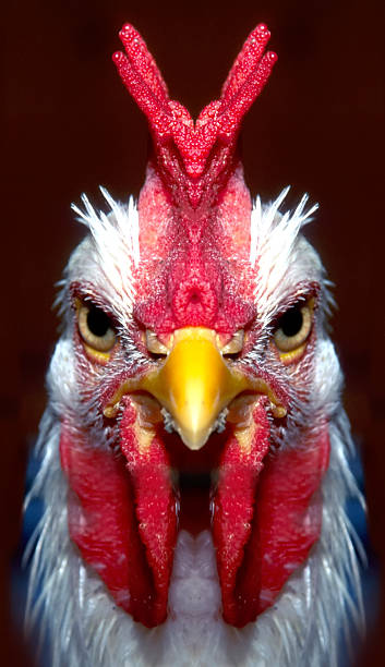 Chicken Devil Symmetrical comb turns this rooster into a hillarious mutant cockerel photos stock pictures, royalty-free photos & images