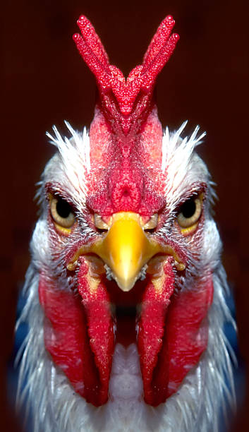10,966 Funny Rooster Stock Photos, Pictures & Royalty-Free Images - iStock | Funny chicken 10,966 Funny Rooster Stock Photos, Pictures & Royalty-Free Images - iStock | Funny chicken