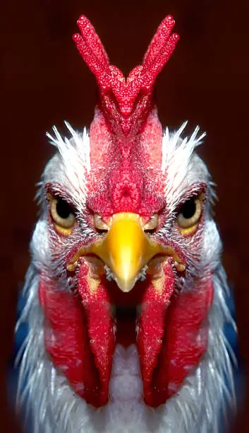 Symmetrical comb turns this rooster into a hillarious mutant