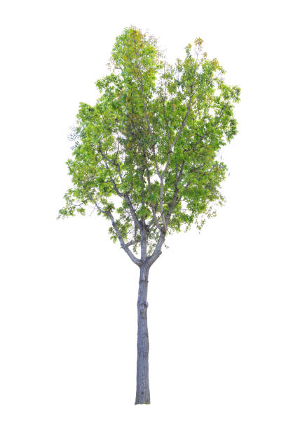 istock Closeup Big Mahogany Tree isolated on white background 1395448435