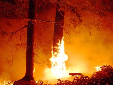 Fire starting to climb tree in Oregon.