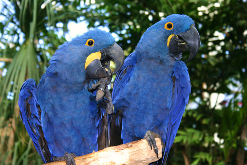 A pair of Hyacinth Macaws ham it up for the camera