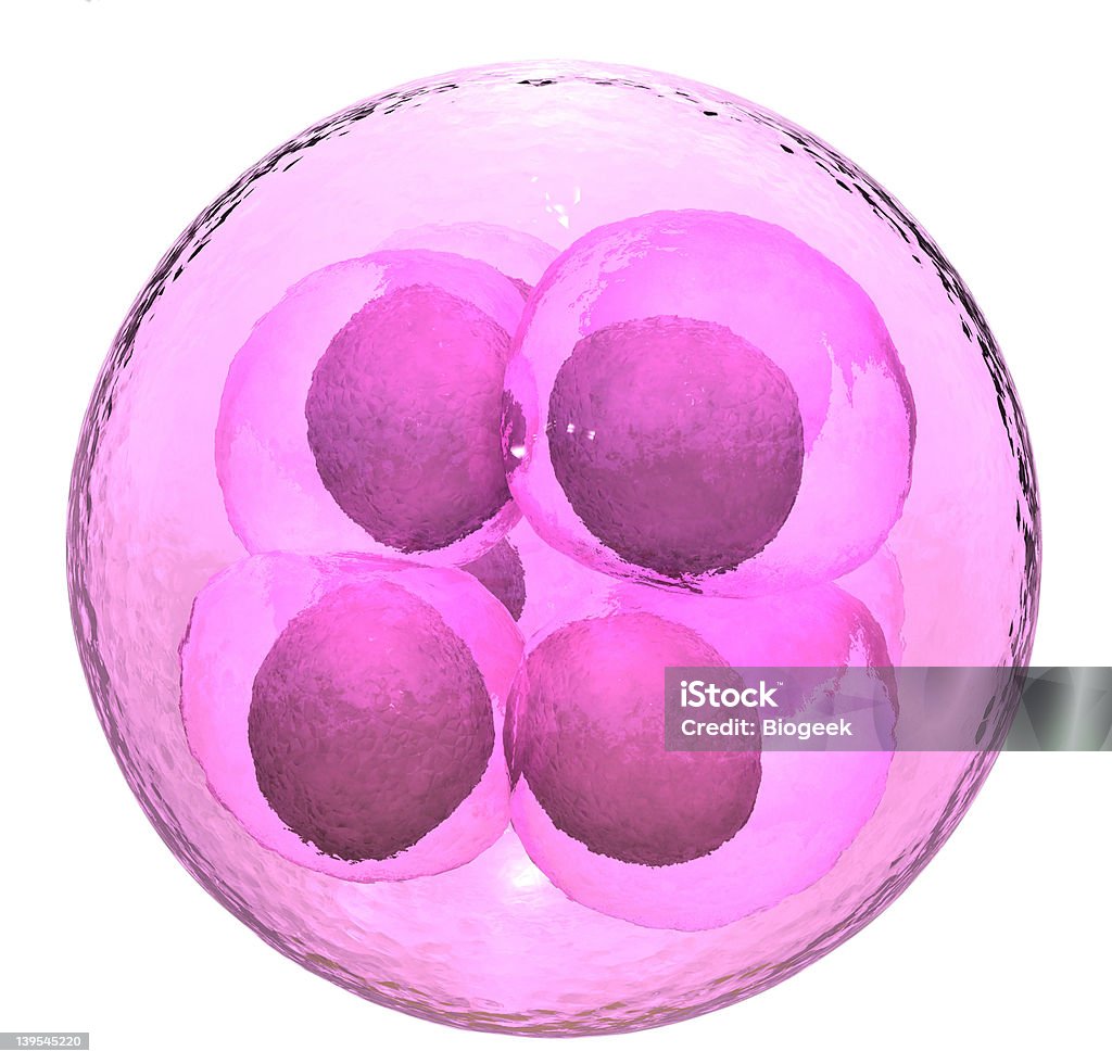 Ovo Fertilized 8 célula fase - Royalty-free Biologia Foto de stock
