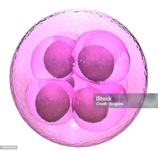 Ovo Fertilized 8 Célula Fase - Fotografias de stock e mais imagens de Biologia - Biologia, Biotecnologia, Caule de planta