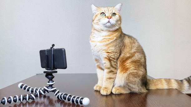 istock Ginger Cat and Smart Phone on Tripod 1395452300