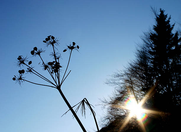 Blumen-Silhouette – Foto