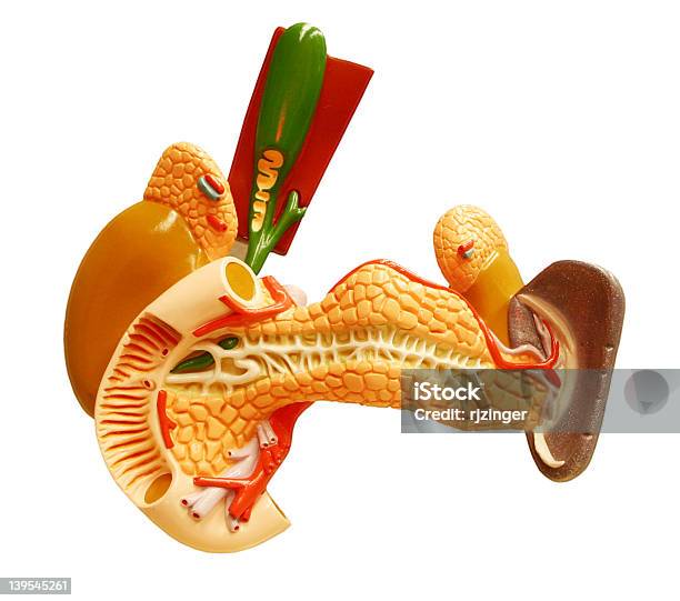 Anatomy Organs Model Stock Photo - Download Image Now - Anatomy, Animal Digestive System, Animal Duodenum