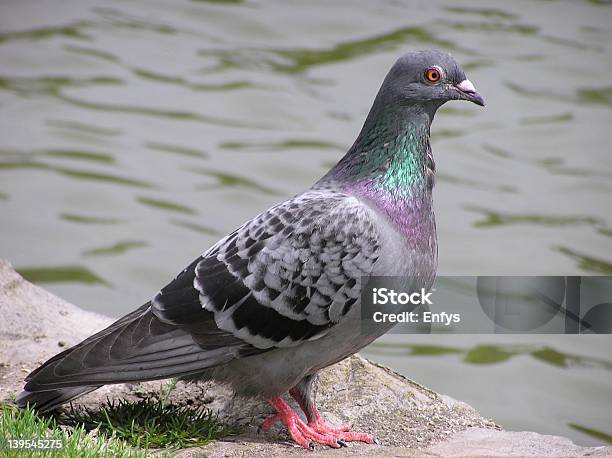 Pombo - Fotografias de stock e mais imagens de Asa de animal - Asa de animal, Bico, Fotografia - Imagem